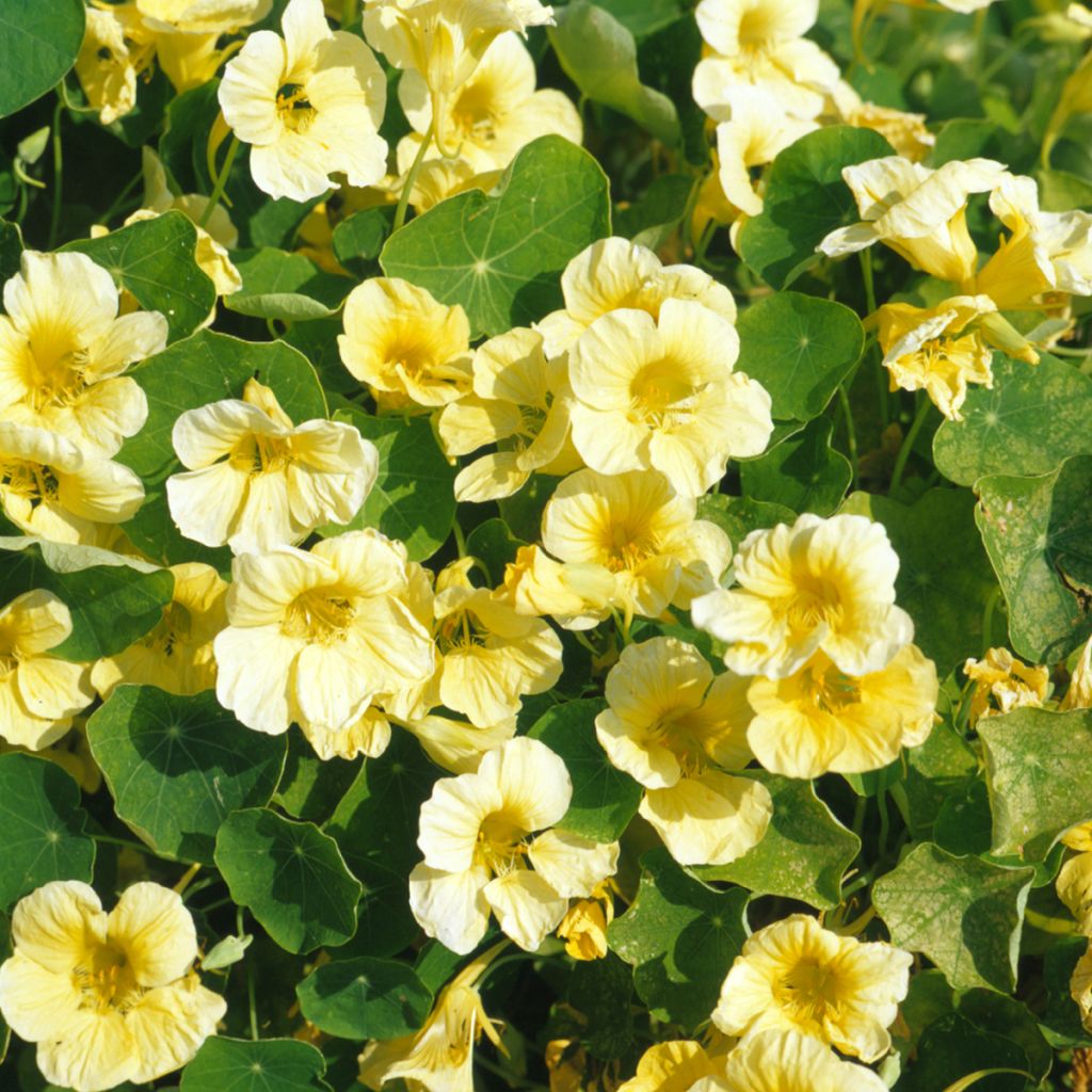 Tropaeolum majus Milkmaid - Nasturtium
