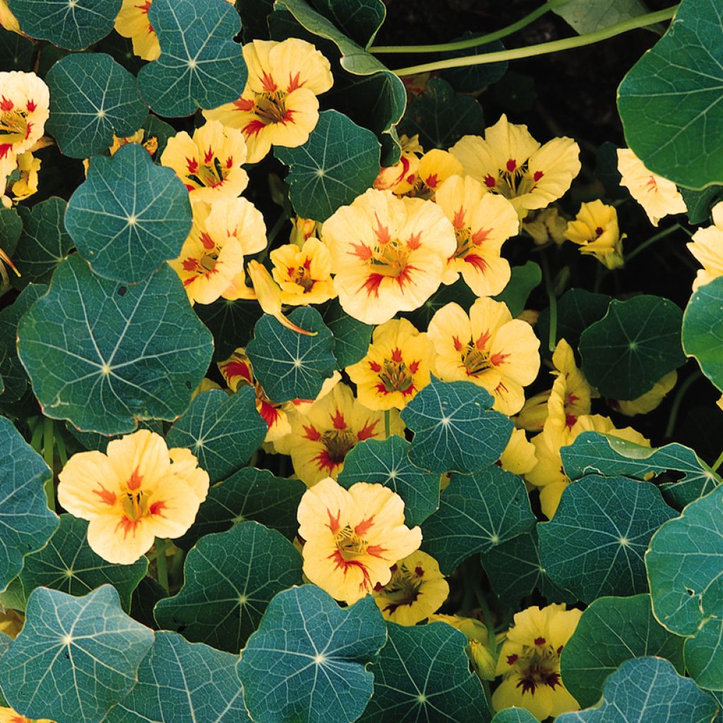 Tropaeolum majus Peach Melba Superior Seeds - Nasturnium