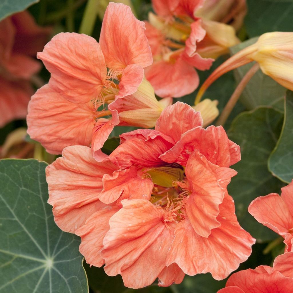Tropaeolum majus nanum Salmon Baby