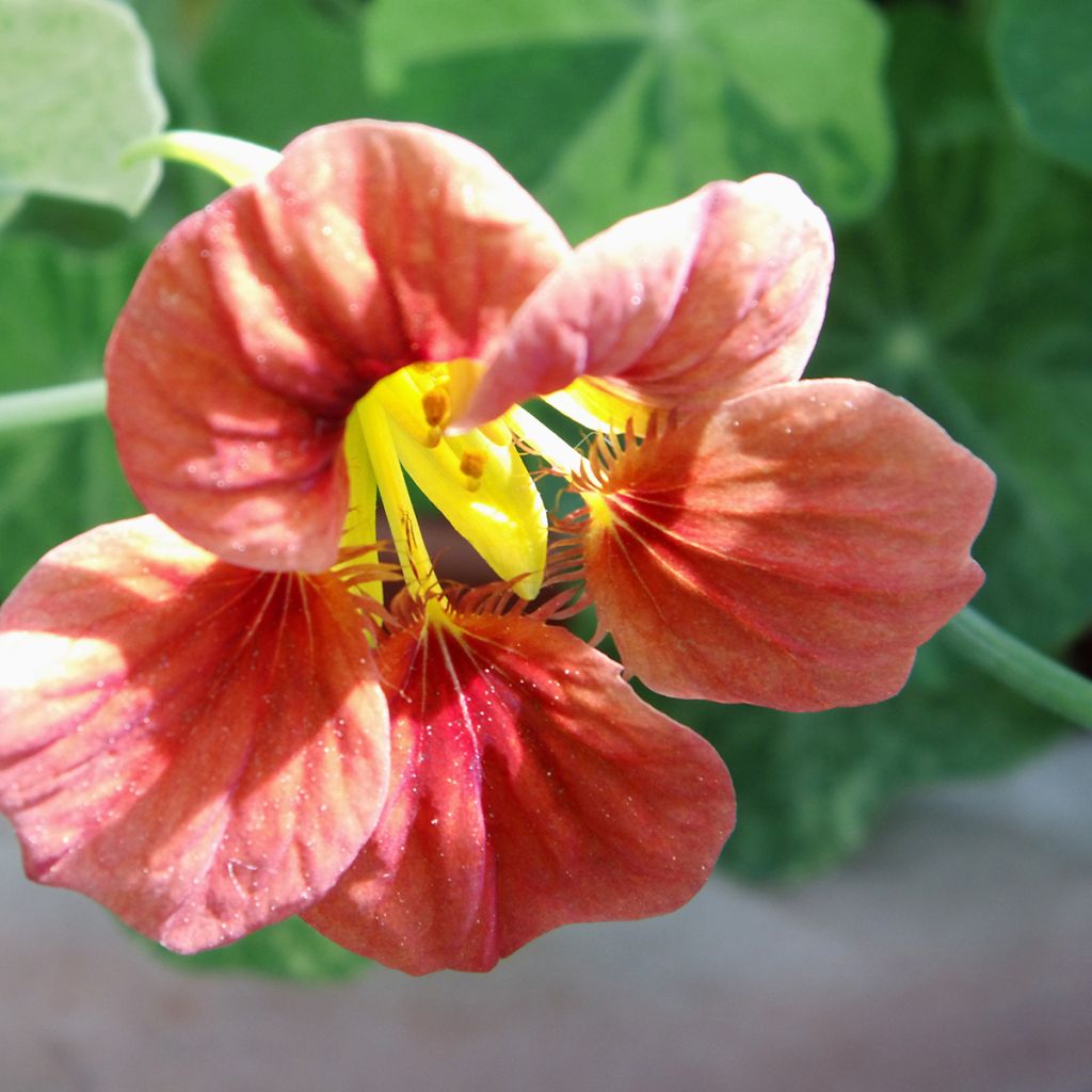 Tropaeolum majus nanum Salmon Baby