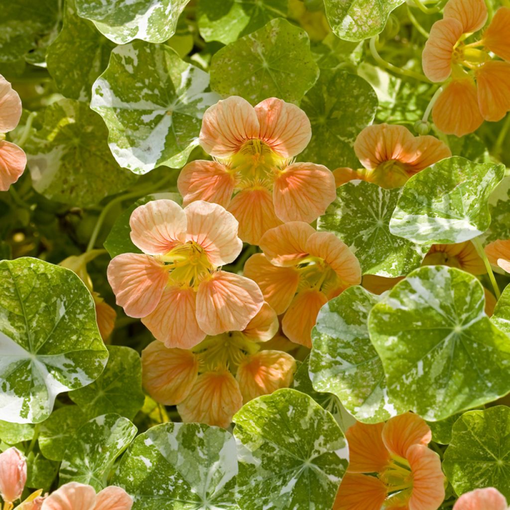 Tropaeolum Tip-Top Alaska Salmon Seeds - Nasturnium