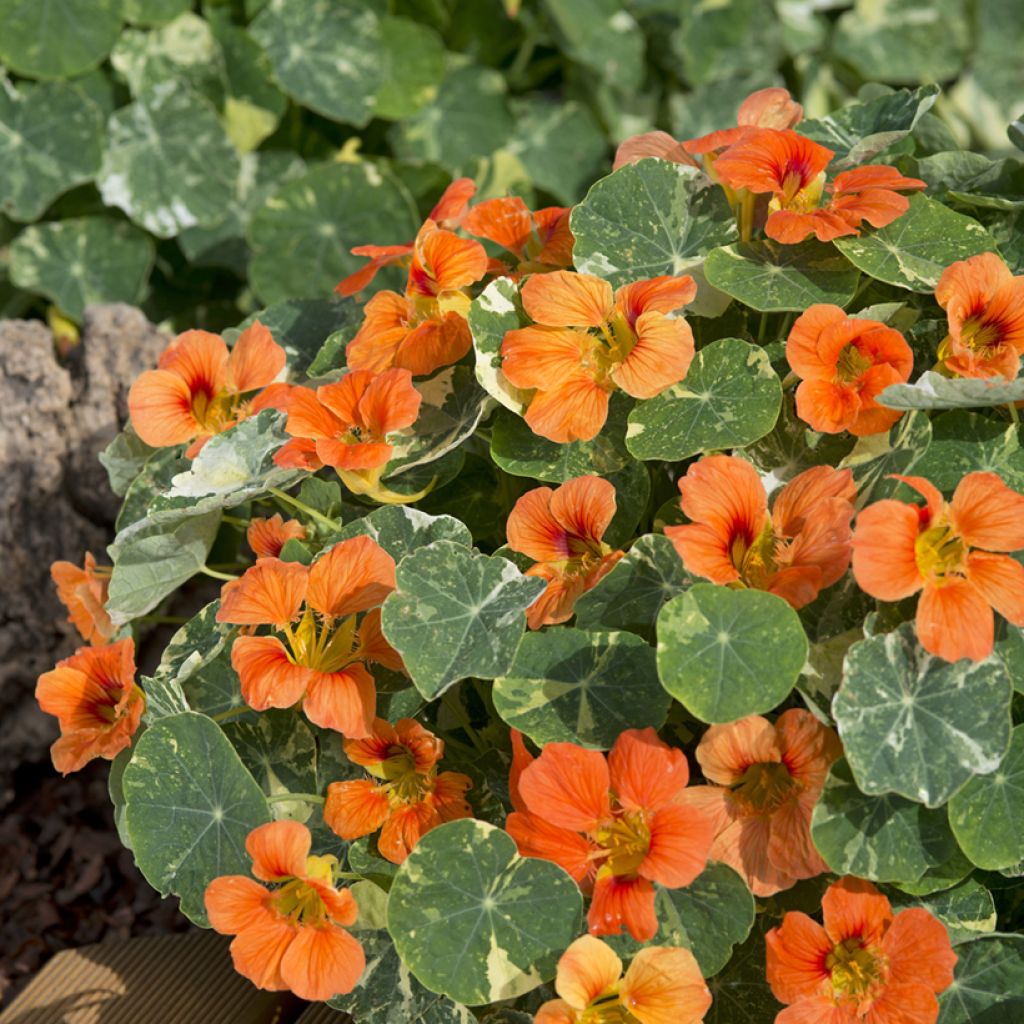 Tropaeolum Tip-Top Alaska Salmon Seeds - Nasturnium