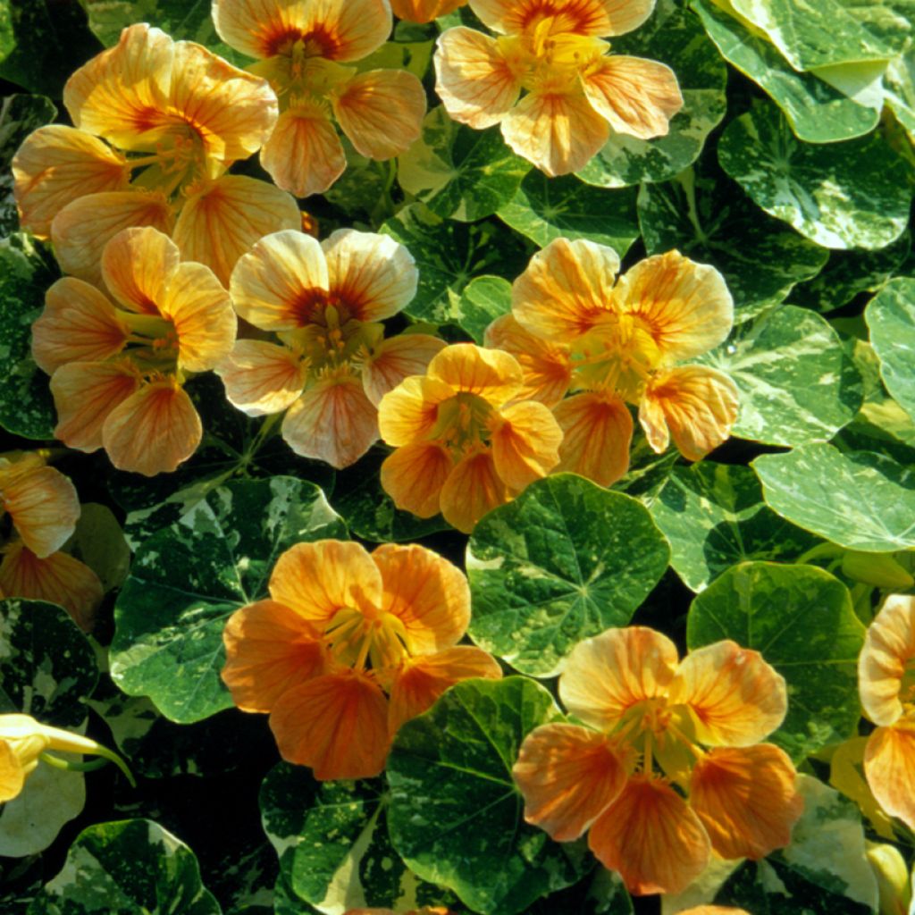 Tropaeolum Tip-Top Alaska Salmon Seeds - Nasturnium