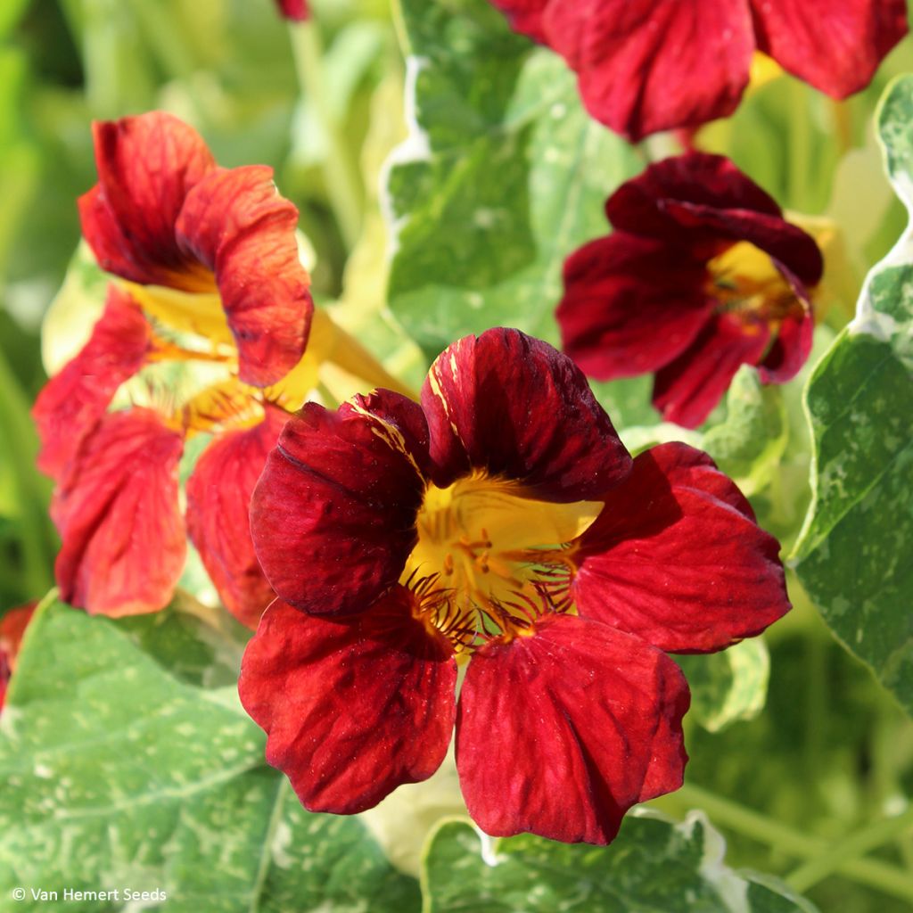 Tropaeolum Troika Velvet - Nasturtium