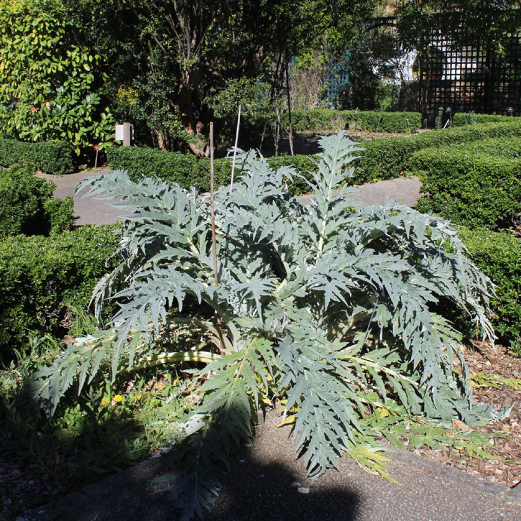 Cynara cardunculus