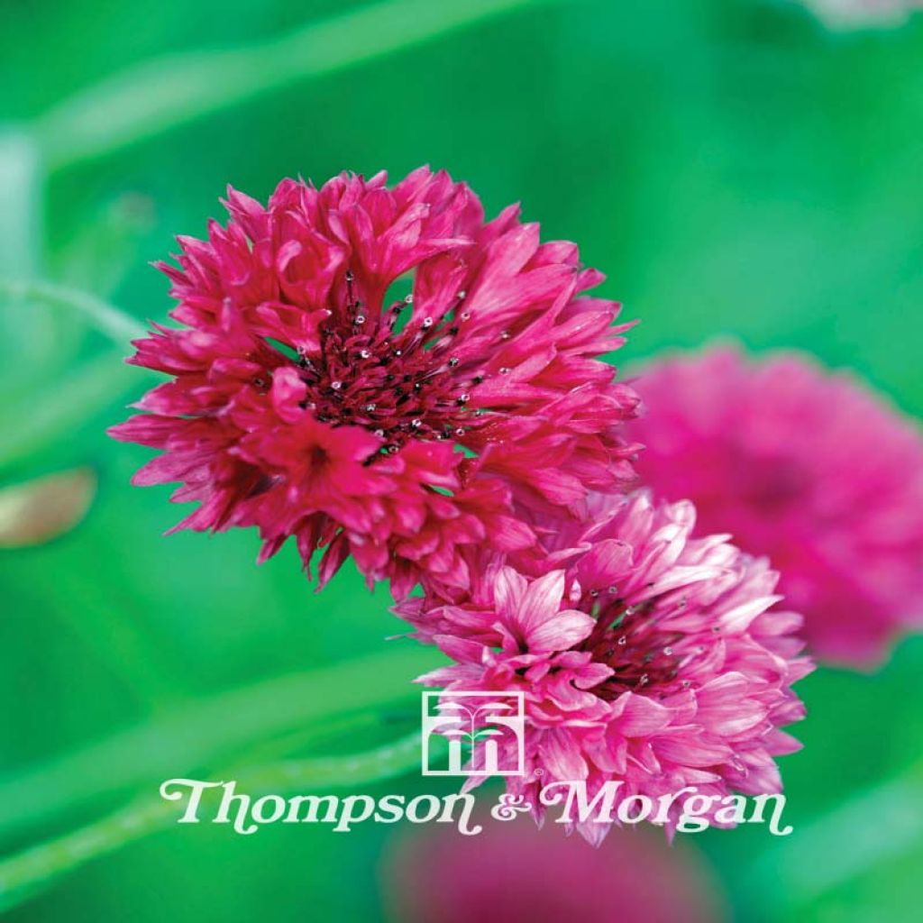 Cornflower Red Boy Seeds - Centaurea cyanus