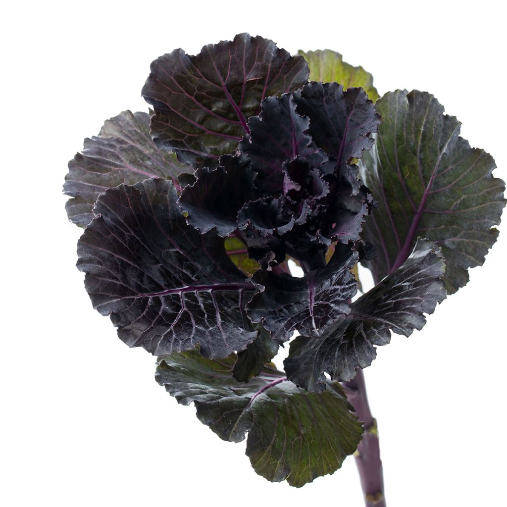 Brassica oleracea Black Leaf seeds - Ornamental kale