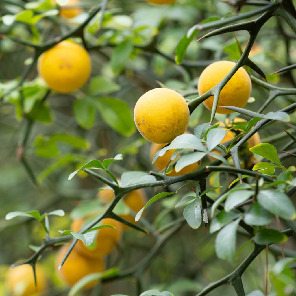 Poncirus trifoliata seeds - Japanese bitter orange
