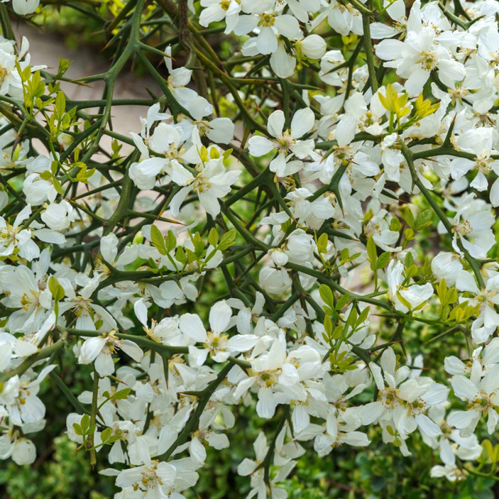Poncirus trifoliata seeds - Japanese bitter orange