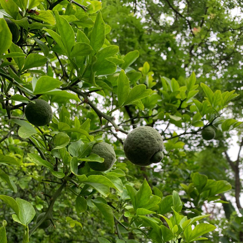 Poncirus trifoliata seeds - Japanese bitter orange