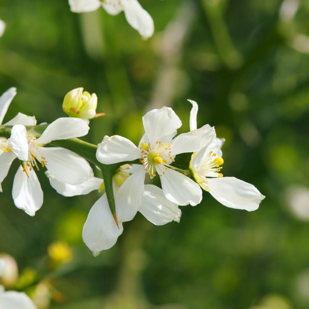 Poncirus trifoliata seeds - Japanese bitter orange
