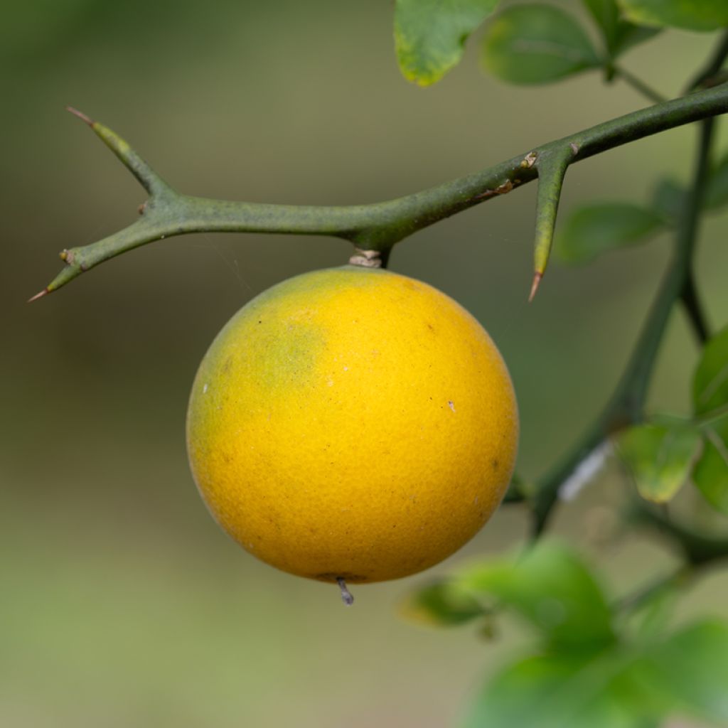 Poncirus trifoliata seeds - Japanese bitter orange