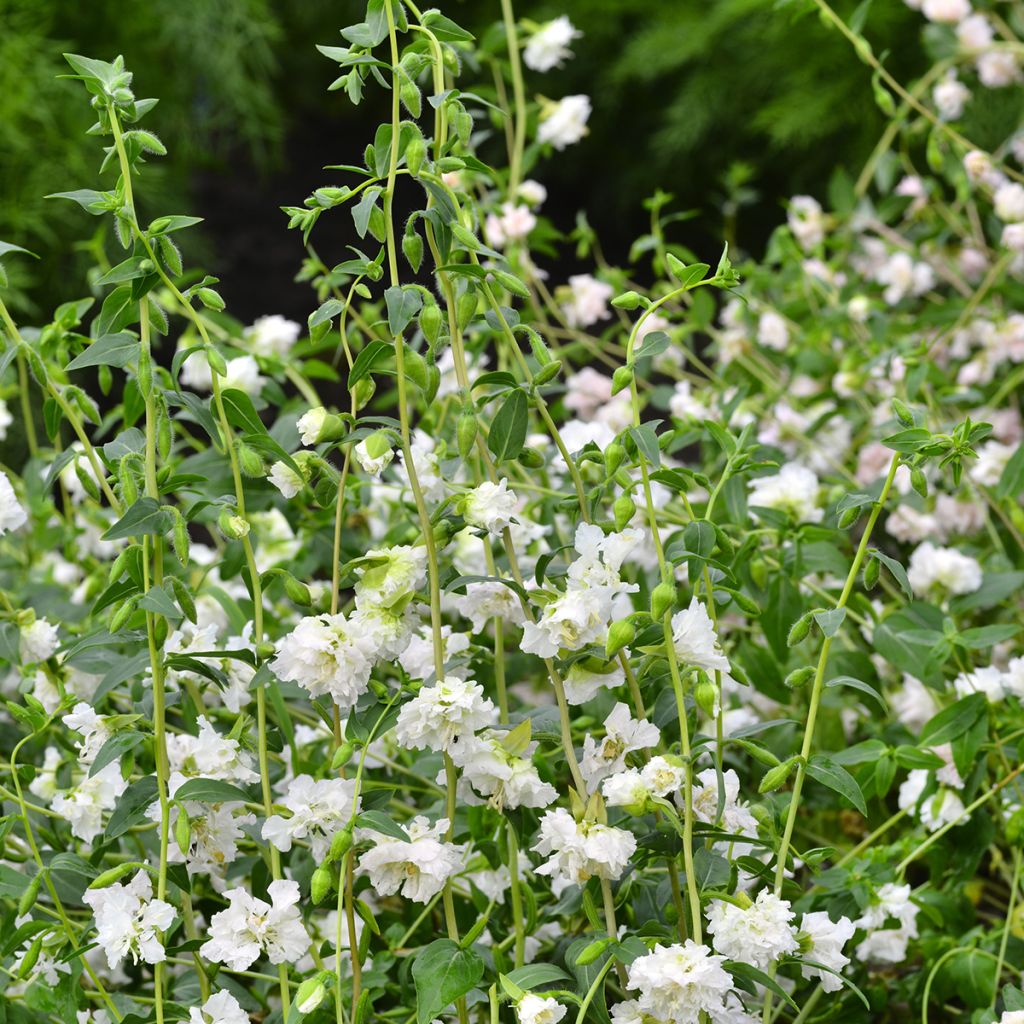 Clarkia unguiculata Albatross seeds