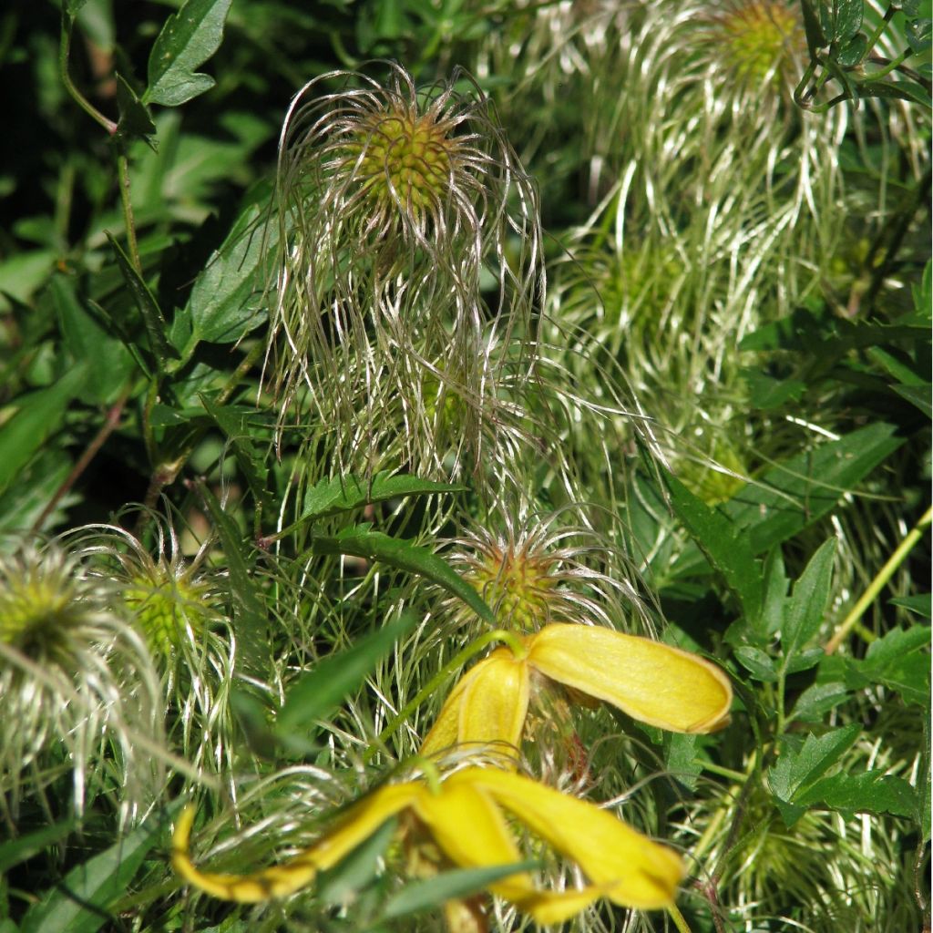 Clematis tangutica Helios