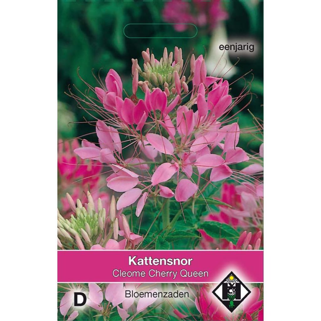 Cleome spinosa Cherry Queen Seeds - Spider plant