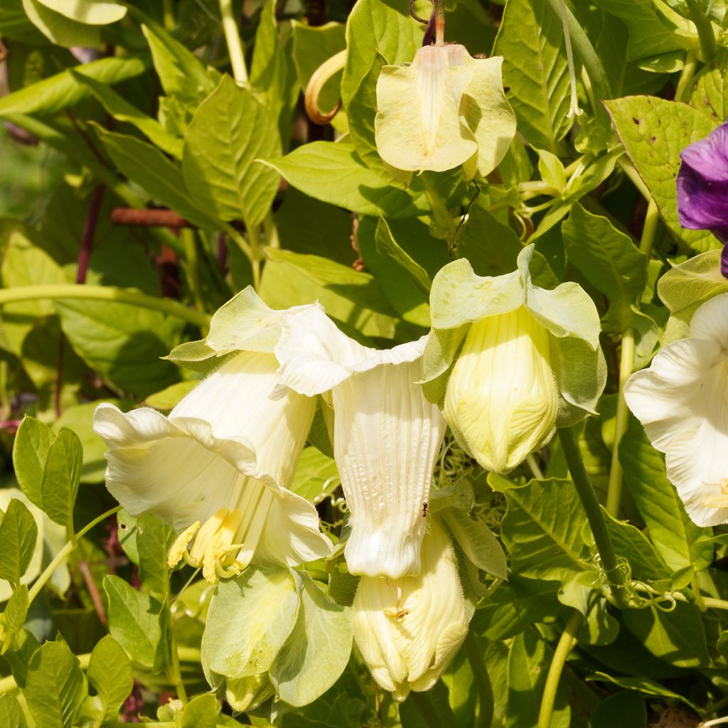 Cobaea scandens Climbing White Seeds