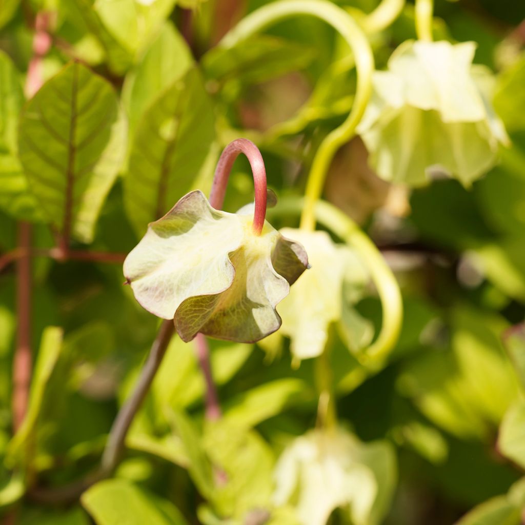 Cobaea scandens Climbing White Seeds