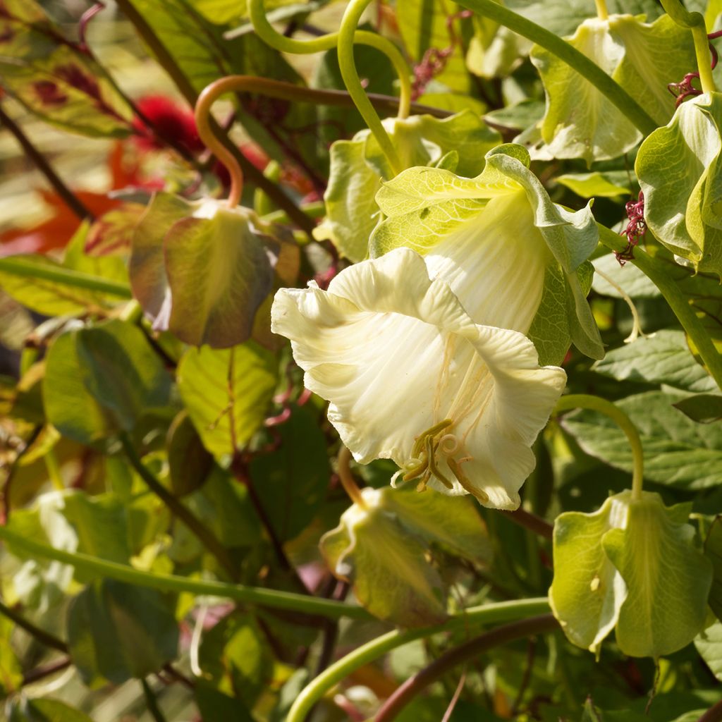 Cobaea scandens Climbing White Seeds