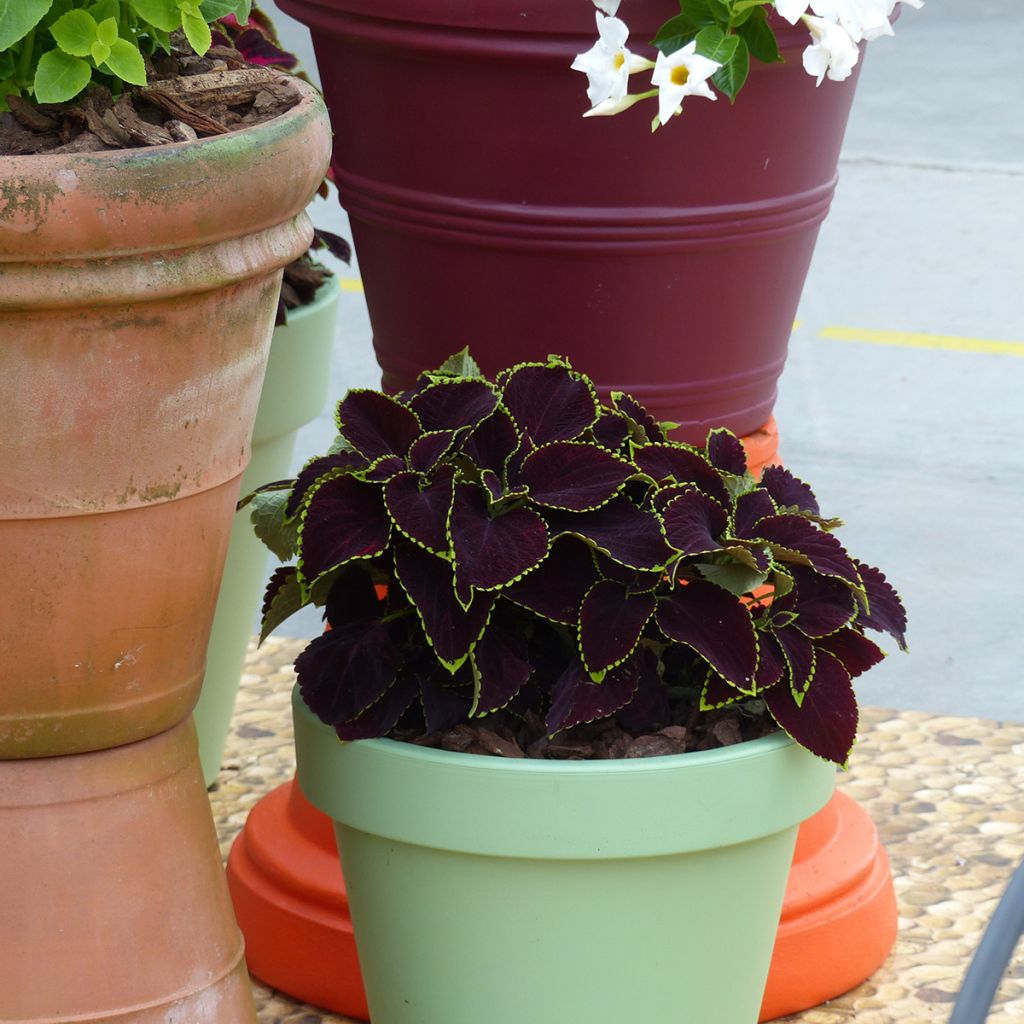 Solenostemon scutellaroides Mezmerize®​ Chocolate Lime Edge seeds - Coleus