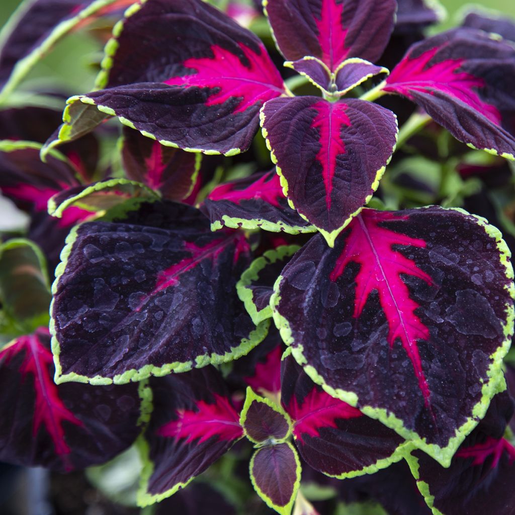 Solenostemon Mesmerize Chocolate Rose