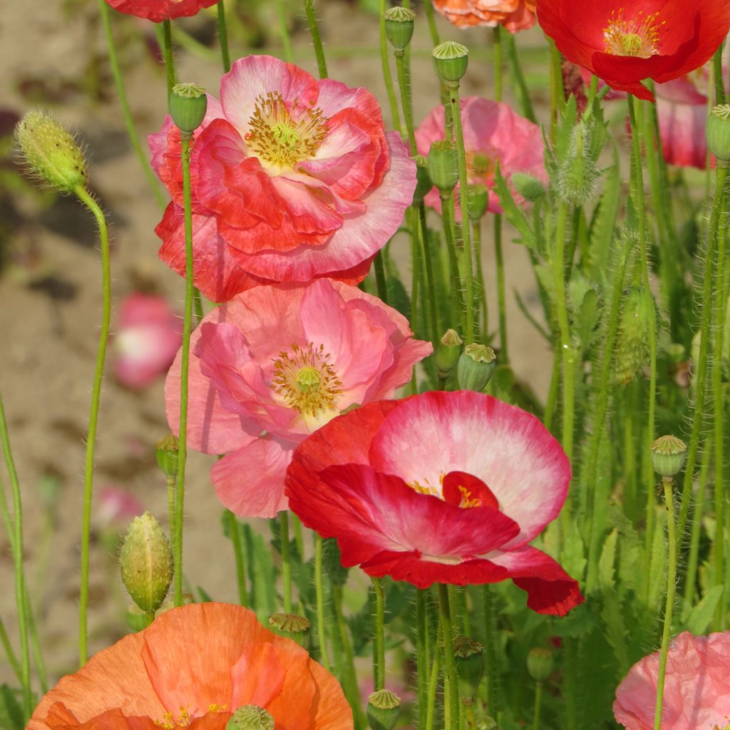 Poppy Shirley Mix organic seeds - Papaver rhoeas