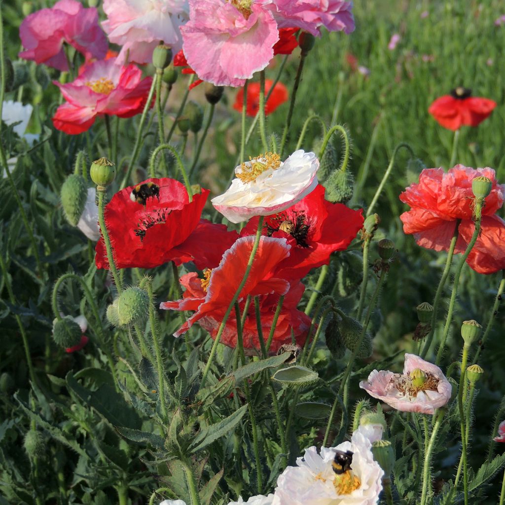 Poppy Shirley Mix organic seeds - Papaver rhoeas