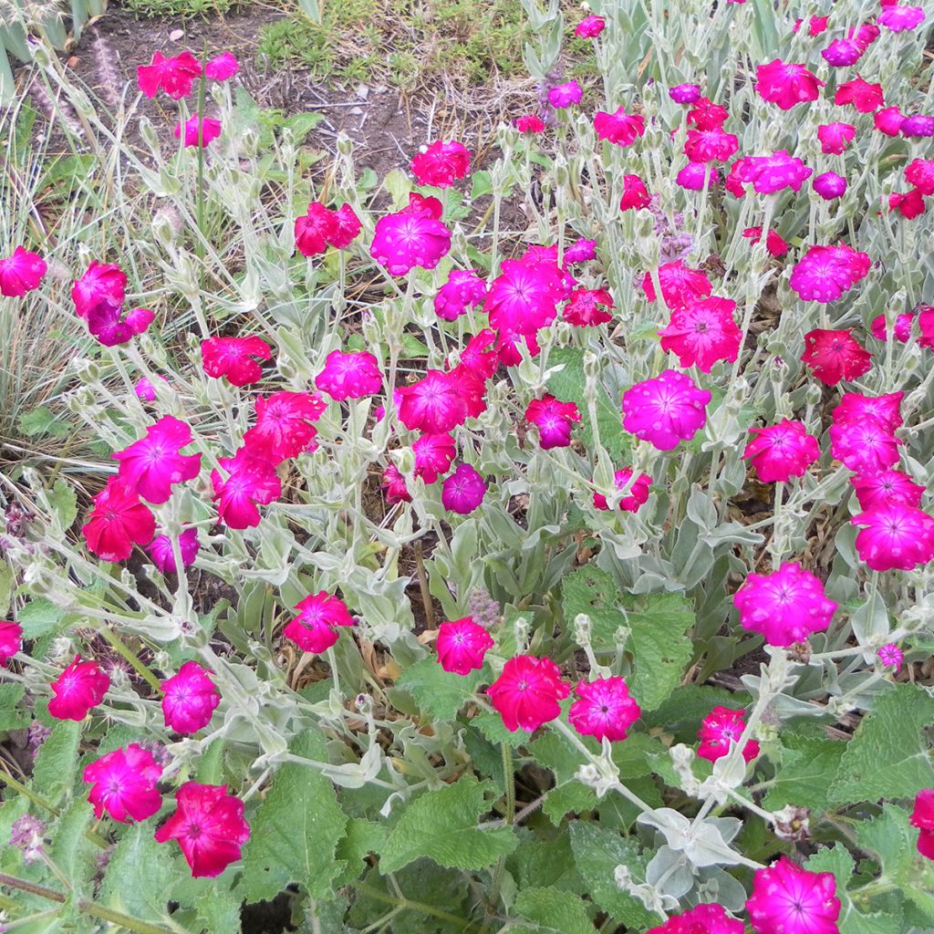 Lychnis coronaria Atrosanguineas - Rose campion seed