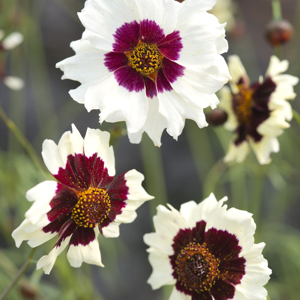 Coreopsis Incredible! Swirl Seeds - Coreopsis tinctoria