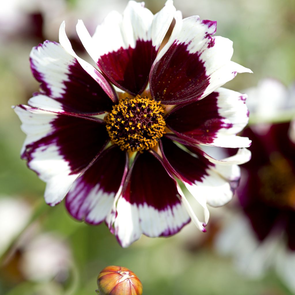 Coreopsis Incredible! Swirl Seeds - Coreopsis tinctoria
