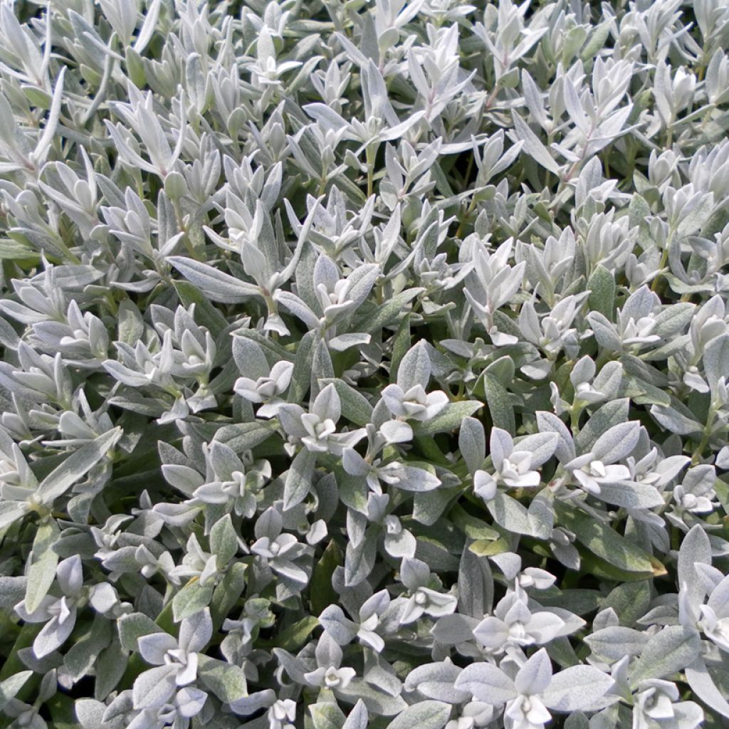 Cerastium biebersteinii seeds