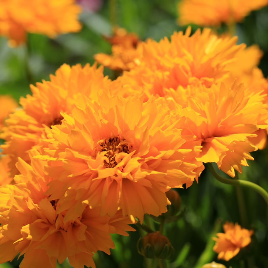 Coreopsis Early Sunrise Seeds - Tickseed
