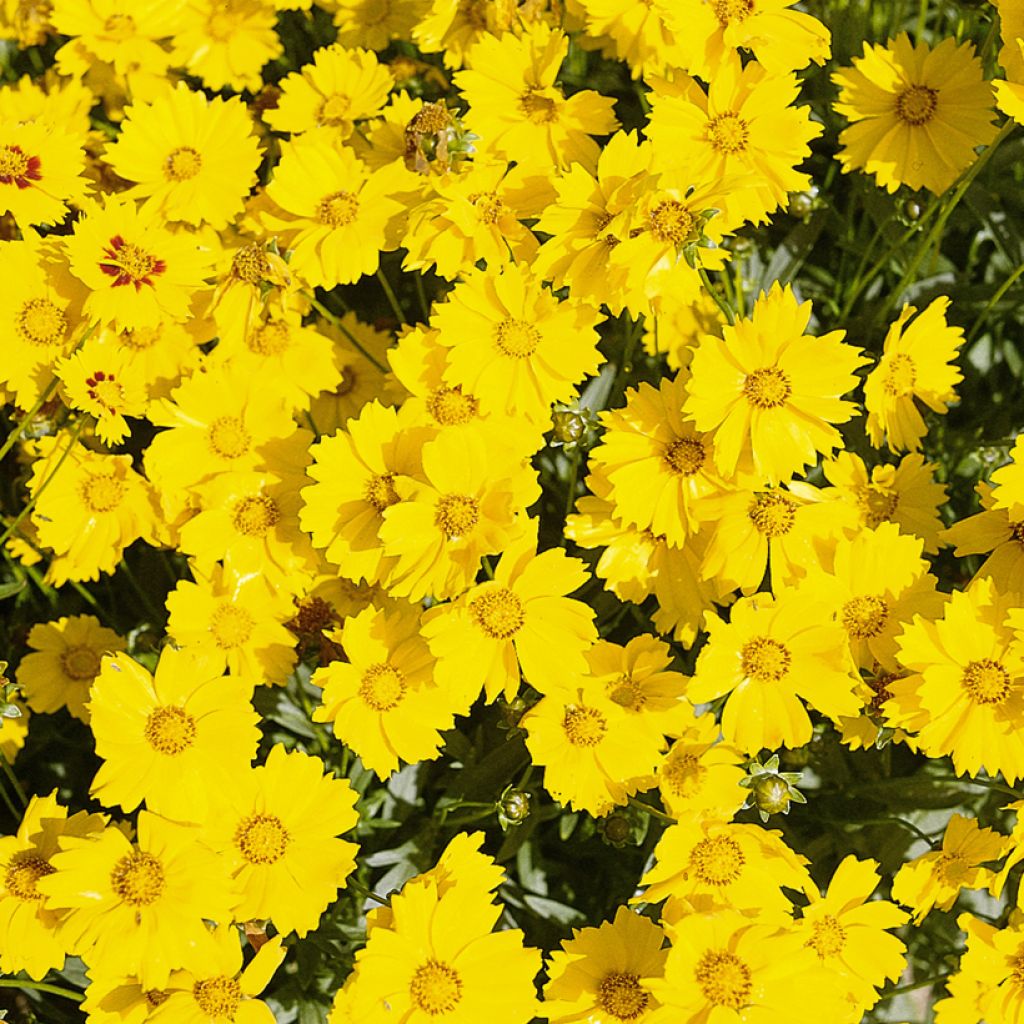 Coreopsis grandiflora Mayfield Giant seeds