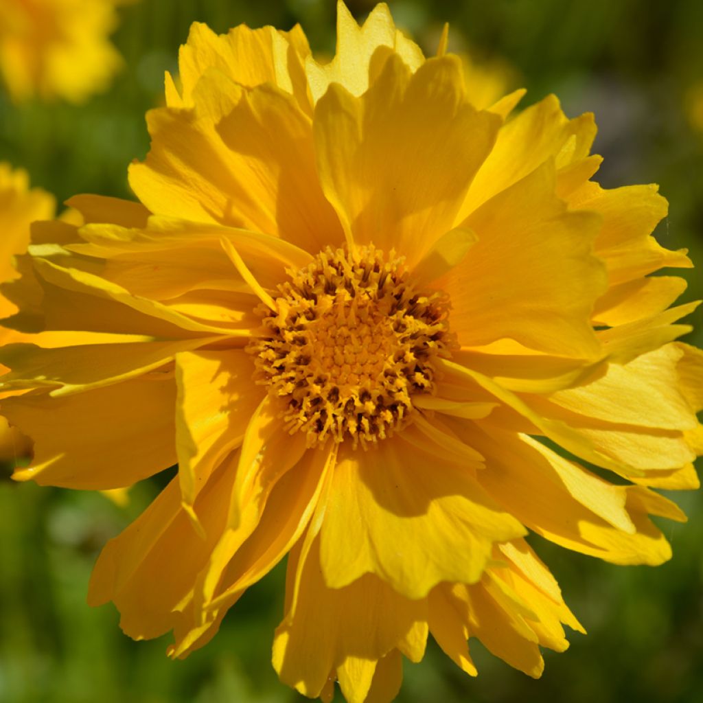 Coreopsis grandiflora Presto Seeds - Tickseed