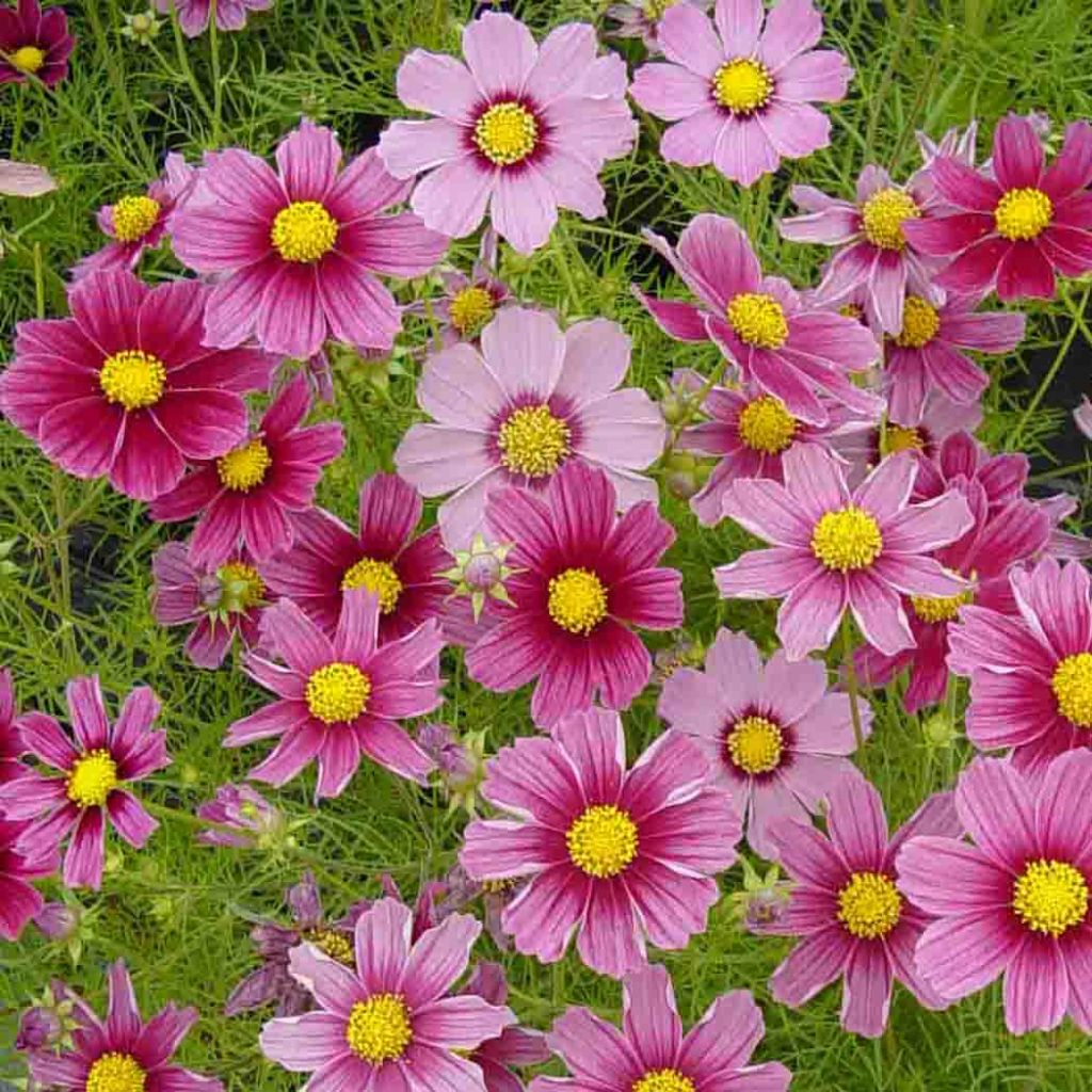Cosmos Antiquity Seeds - Cosmos bipinnatus