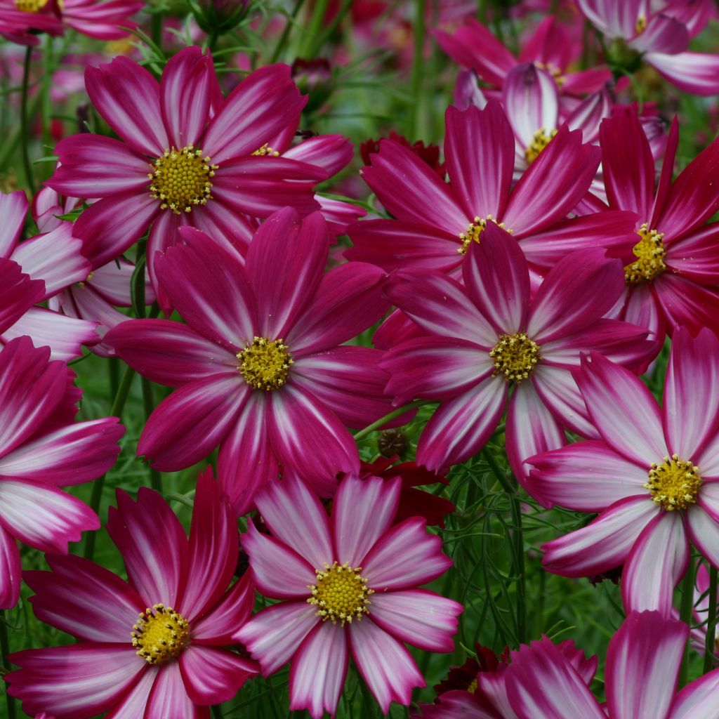 Cosmos Cosimo Red-White Seeds - Cosmos bipinnatus
