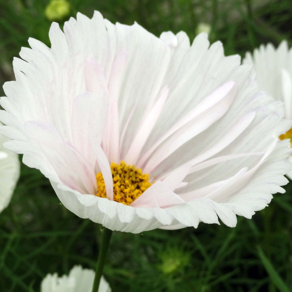 Cosmos Cupcakes White Seeds - Cosmos bipinnatus