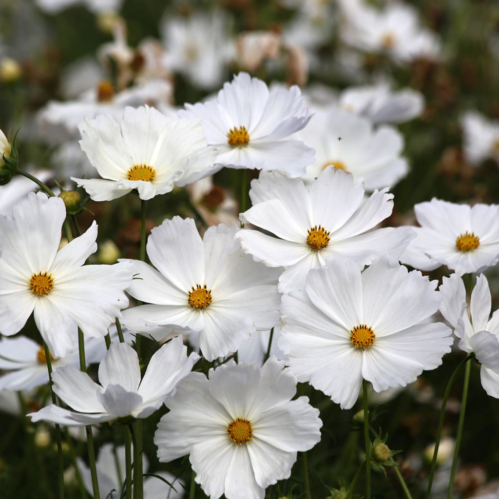 Cosmos Lucinda seeds - Cosmos bipinnatus