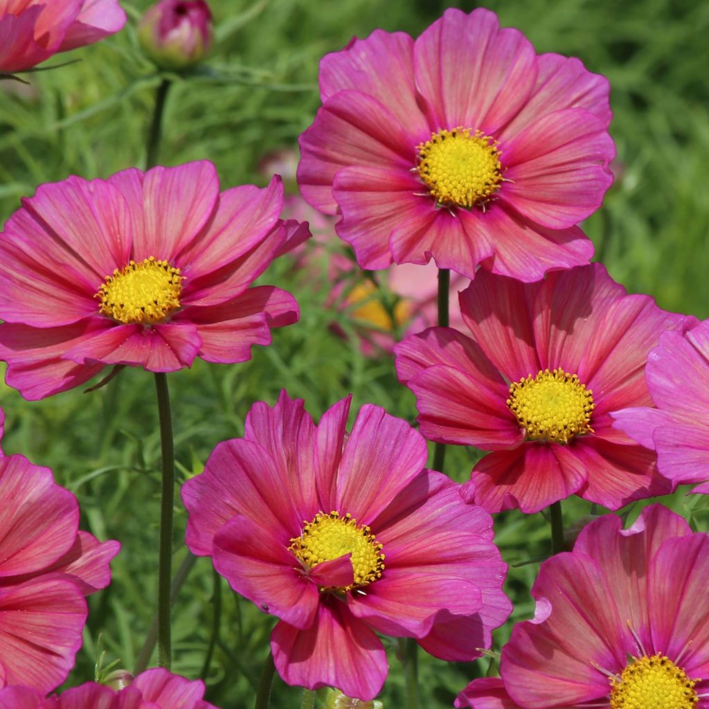 Cosmos Xsenia Seeds - Cosmos bipinnatus
