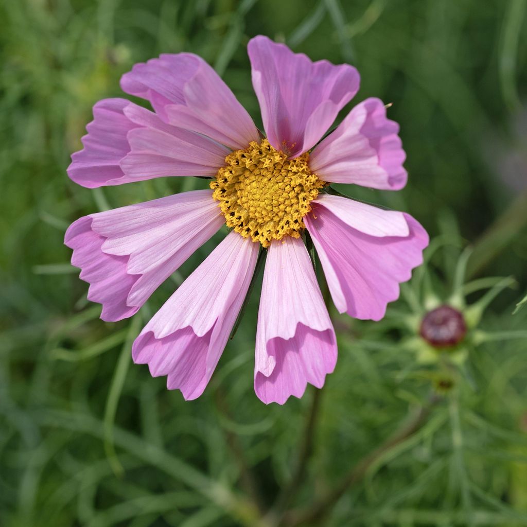 Cosmos x bipinnatus Pinwheel Pink seeds - Garden Cosmos