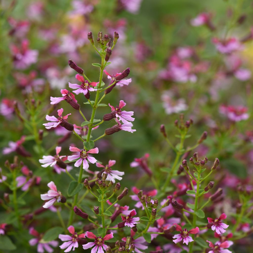 Cuphea ramosissima Pink Shimmer