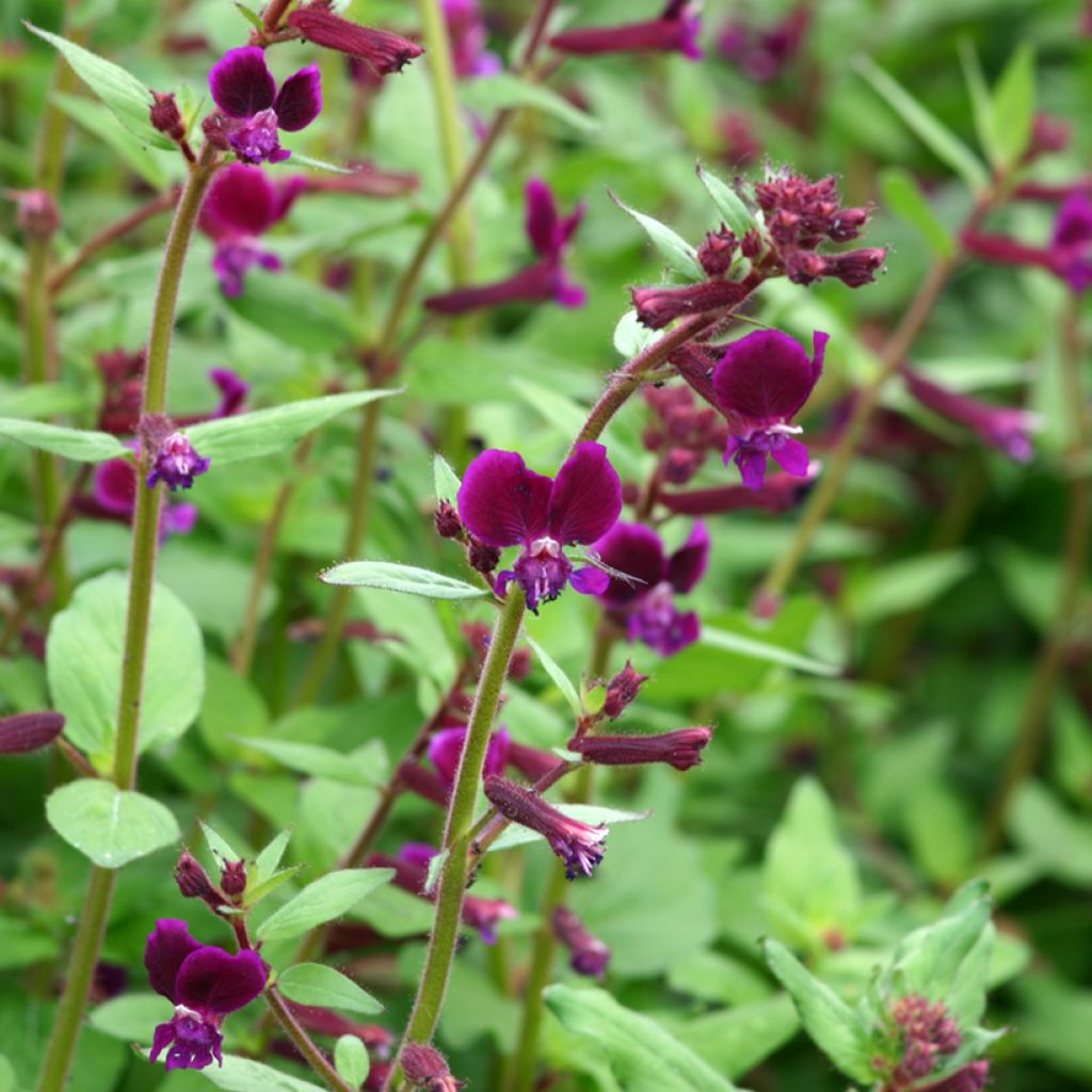 Cuphea lanceolata Purple Passion seeds