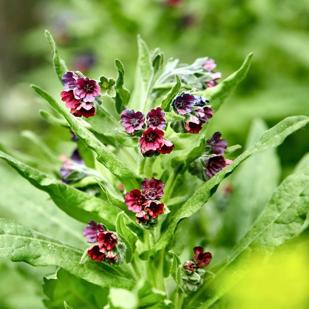 Cynoglossum officinale 