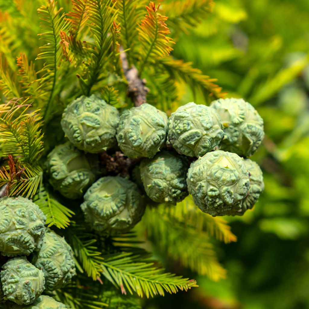 Taxodium distichum seeds - Swamp cypress