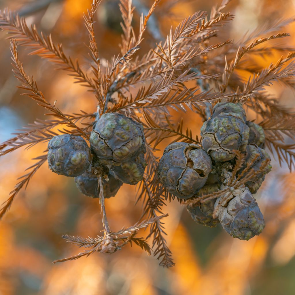 Taxodium distichum seeds - Swamp cypress