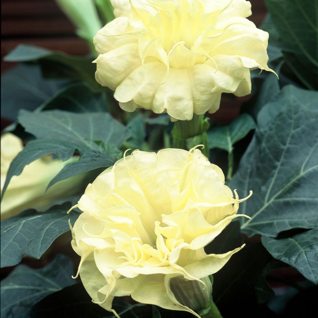 Datura metel Double Golden Queen Seeds - Brugmansia