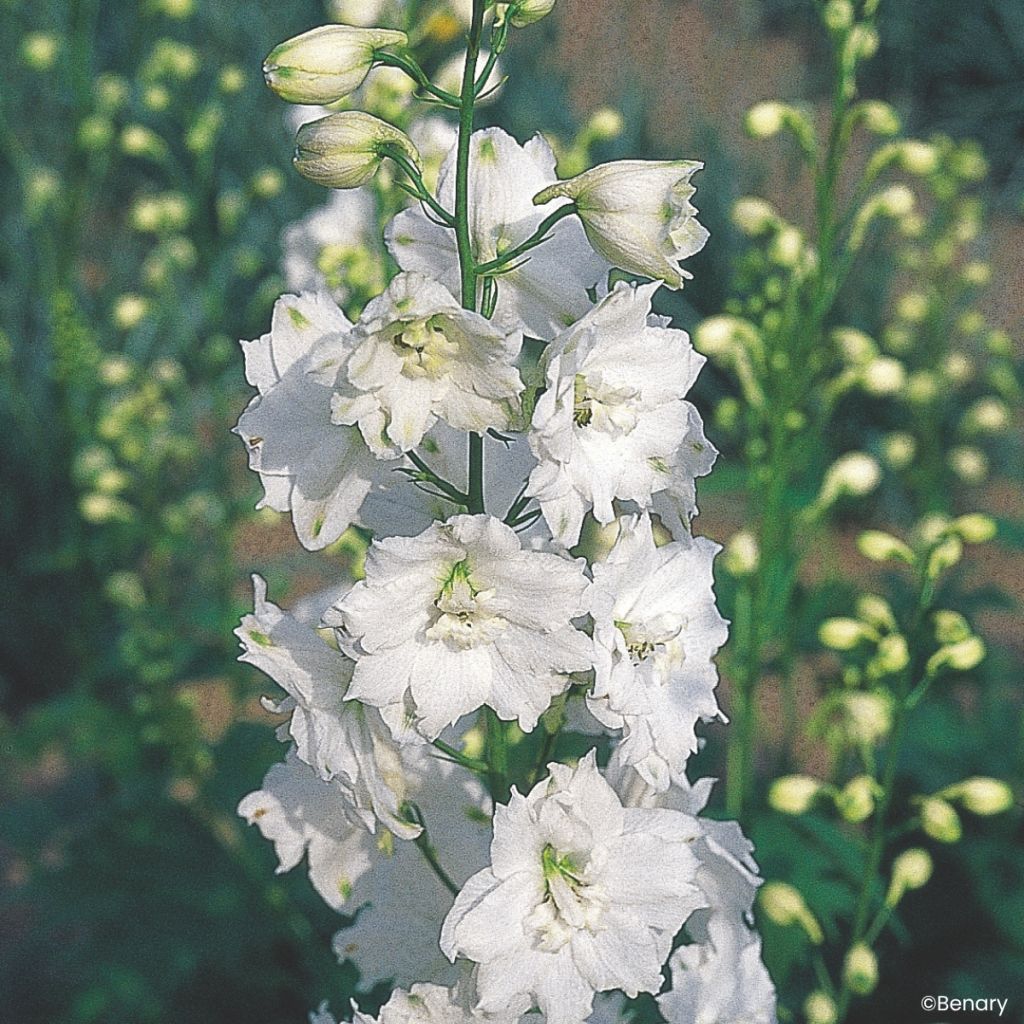 Delphinium Galahad seeds - Larkspur