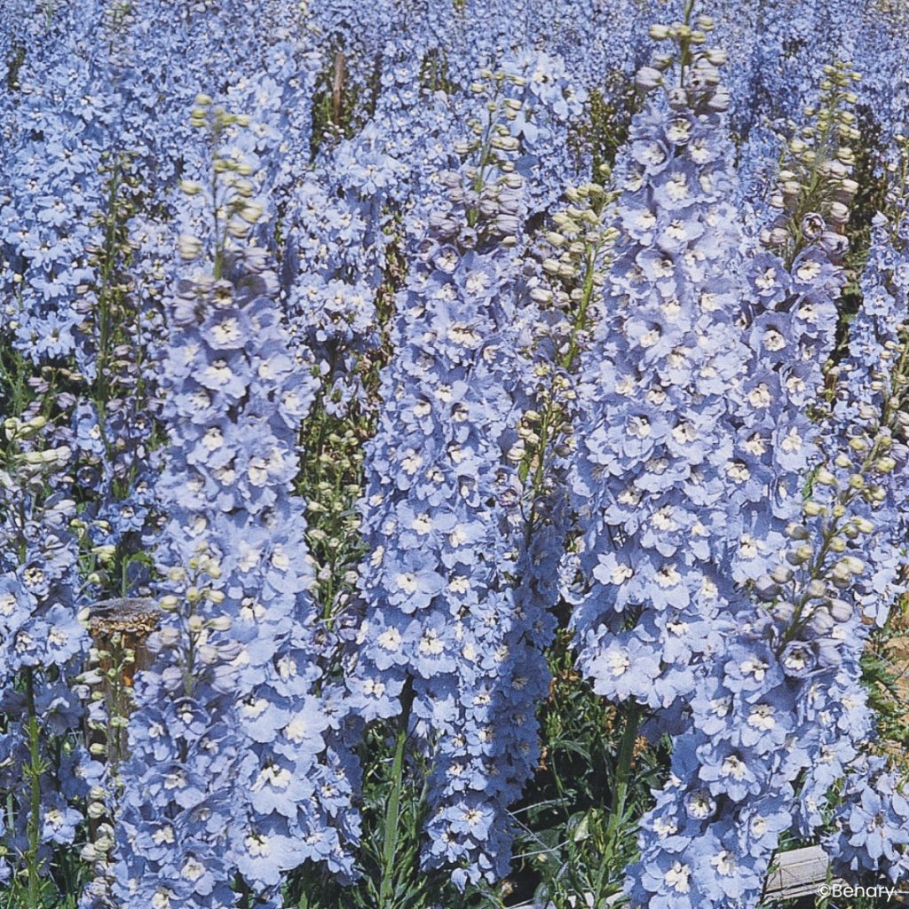 Delphinium Summer Skies seeds - Perennial larkspur