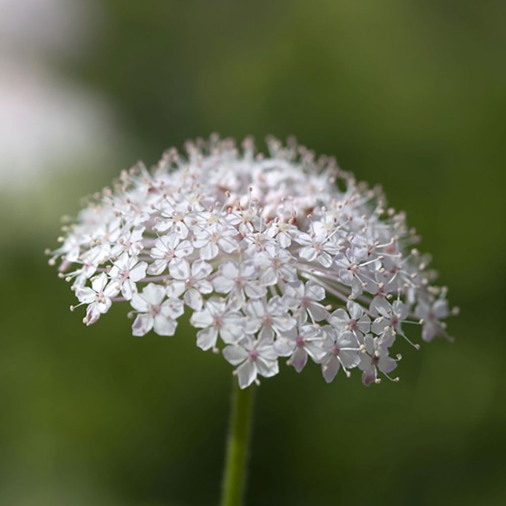 Trachymene coerulea Lace Pink seeds