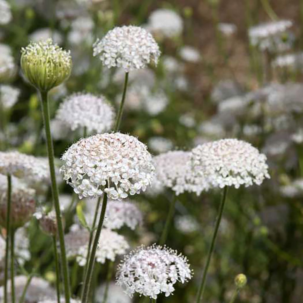 Trachymene coerulea Lace Pink seeds