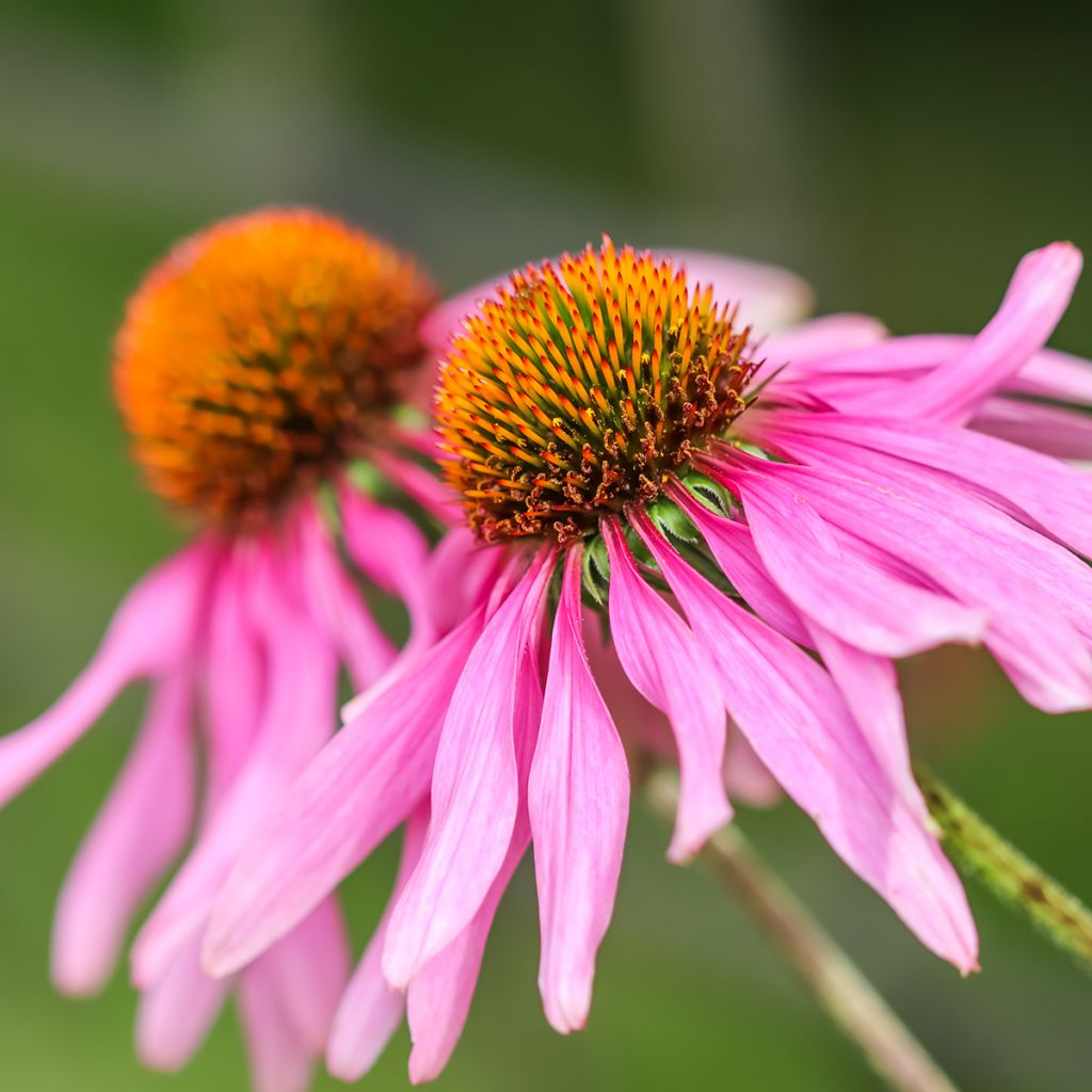Echinacea purpurea Feeling Pink - Purple coneflower seeds